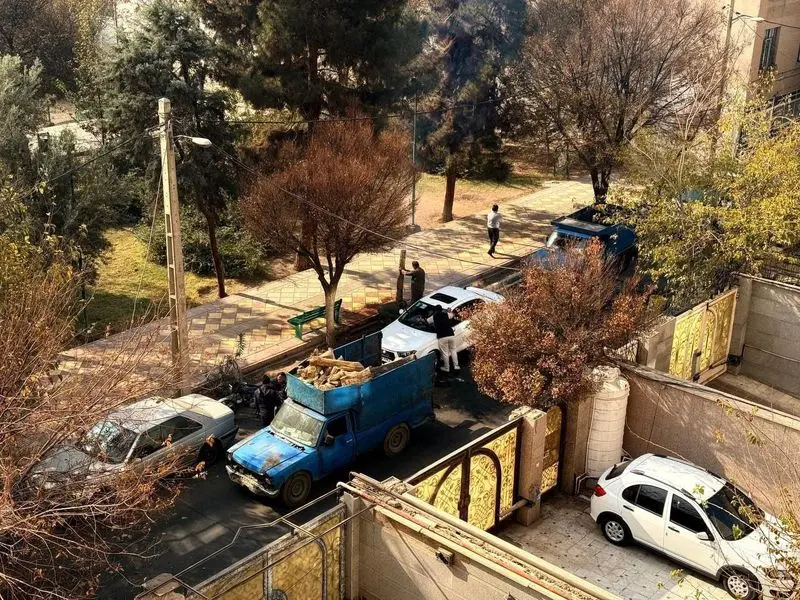 قطع درخت در منطقه ۱۴ تهران