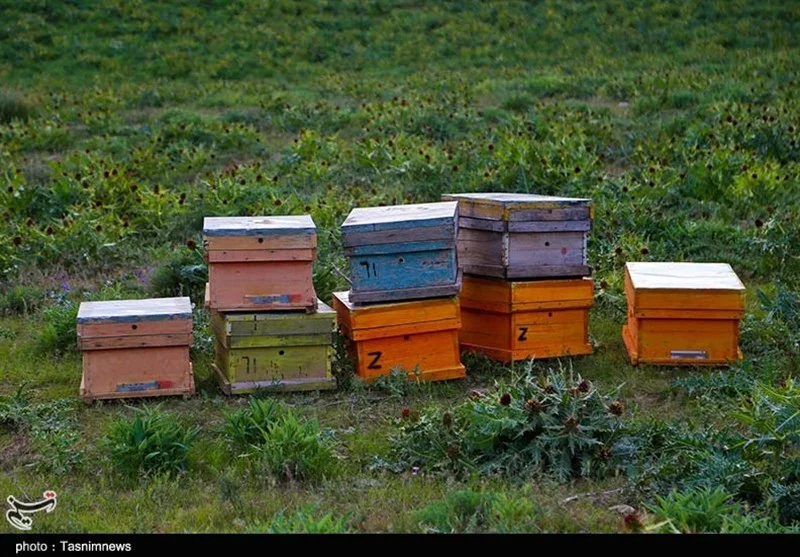اخبار استان مازندران , کشاورزی , 