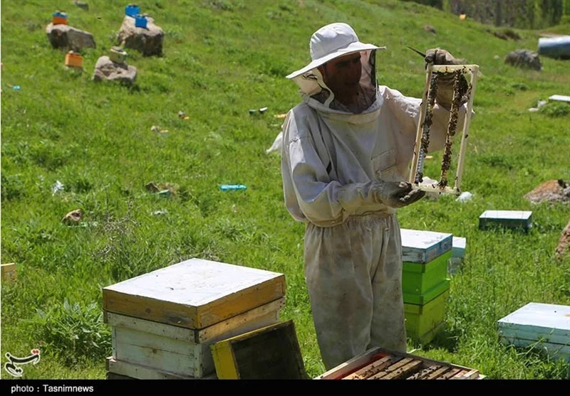اخبار استان مازندران , کشاورزی , 