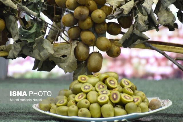 جشنواره شکرانه برداشت کیوی در تالش؛ نمایش توان تولید و صادرات کشاورزی گیلان