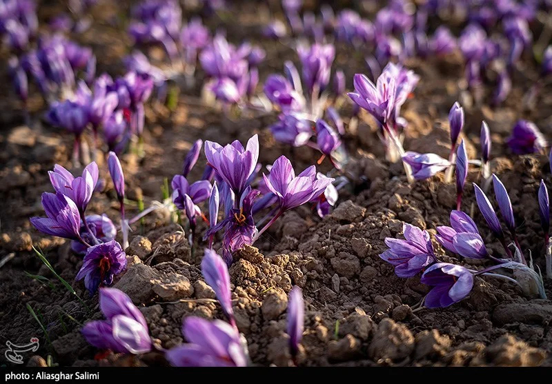 اخبار استان مازندران , اخبار ساری , کشاورزی , 