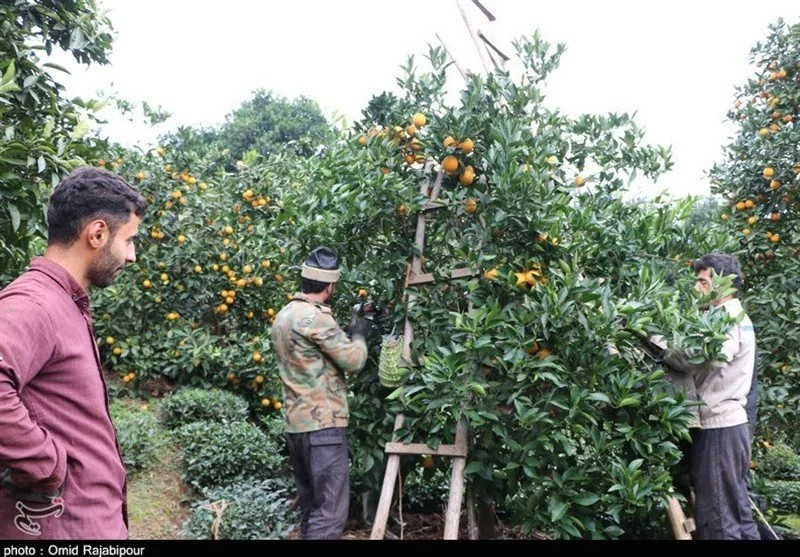 اخبار استان مازندران , اخبار ساری , 
