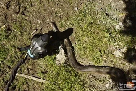تصویر