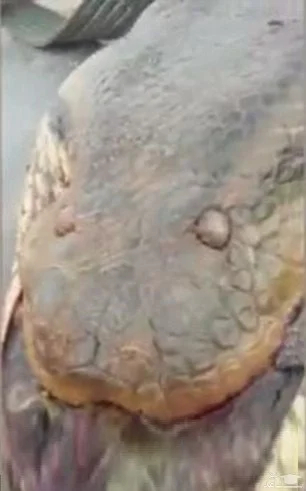 مار