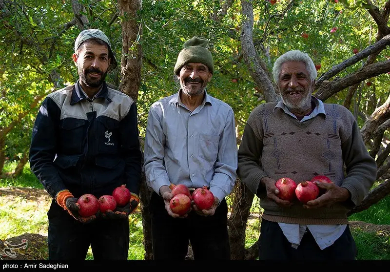 اخبار استان مازندران , اخبار ساری , کشاورزی , 