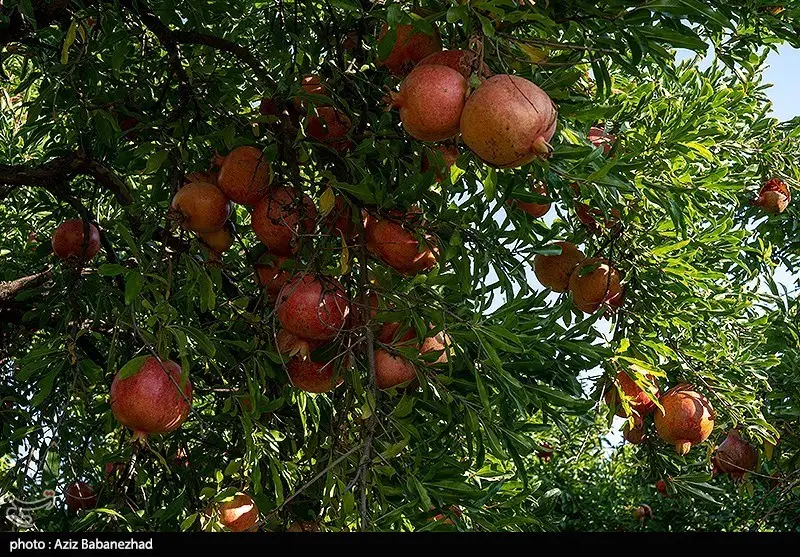 اخبار ساری , 