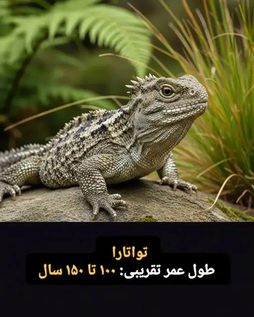  این موجودات فقط ۱۰۰ سال کودکی می کنند! + تصاویر